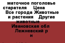 маточное поголовье старателя  › Цена ­ 2 300 - Все города Животные и растения » Другие животные   . Ивановская обл.,Лежневский р-н